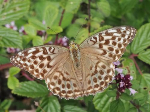 Argynnis paphia